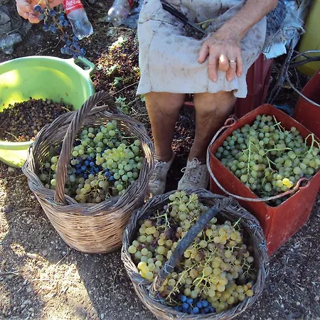 Lägenhet Studio Fetsi