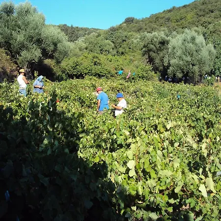 Studio Fetsi Kionion